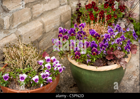 Garten des Behältnisses einschließlich Viola F1 gemischt "Antike Farbtöne", "Sorbet Blueberry Cream" und "Rose Blotch" Stockfoto