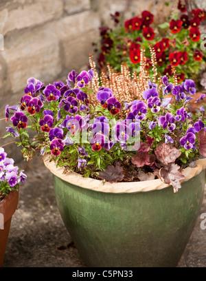 Garten des Behältnisses einschließlich Viola F1 gemischt 'Antike Schatten' und "Rose Blotch" Stockfoto