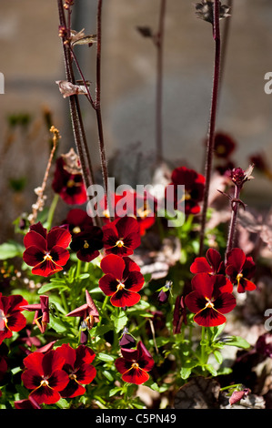 Viola F1 "Rose Blotch" und "Sugar Frosting" growing together Heuchera Stockfoto