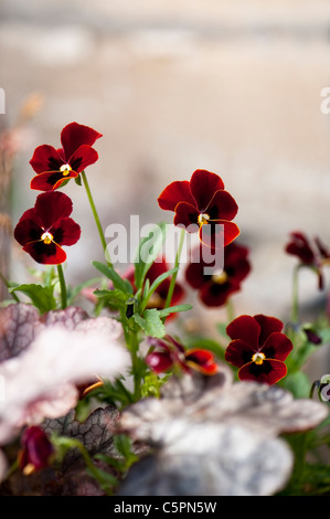 Viola F1 "Rose Blotch" und "Sugar Frosting" growing together Heuchera Stockfoto