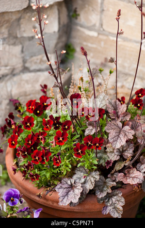 Viola F1 "Rose Blotch" und "Sugar Frosting" growing together Heuchera Stockfoto