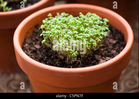 Kresse, Lepidium Sativum, wächst in der Form eines Herzens gewellt Stockfoto