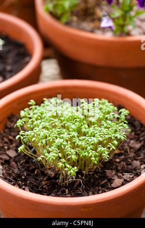 Kresse, Lepidium Sativum, wächst in der Form eines Herzens gewellt Stockfoto