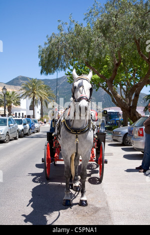 Mijas, im andalusischen Spanien, Pferdekutsche mit weißen Pferd warten auf Touristen Stockfoto