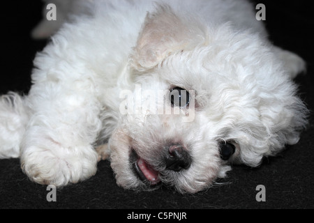 Sechs Wochen alten Bichon Frise Welpen Stockfoto