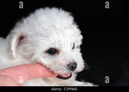 Sechs Wochen alten Bichon Frise Welpen Kauen auf einem finger Stockfoto