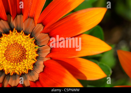 Schatz oder Gazanien Blume Stockfoto