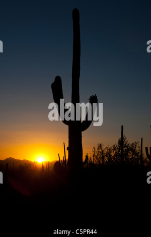 Silhouette von einem gigantischen Saguaro-Kaktus (Carnegiea Gigantea) bei Sonnenuntergang, Saguaro National Park, Tucson, Arizona, USA
