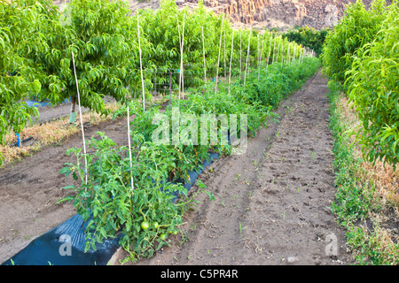 Zwischenfrüchten, junge Nektarine Obstgarten Stockfoto