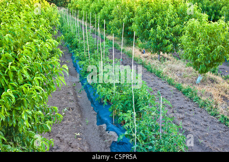 Zwischenfrüchten, junge Nektarine Obstgarten Stockfoto