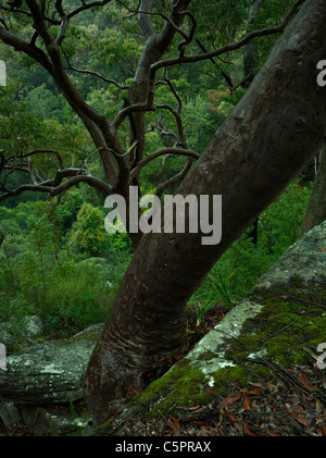 Feuchten immergrünen Wald mit Angophora Costata Bäume, Royal National Park NSW Australia Stockfoto