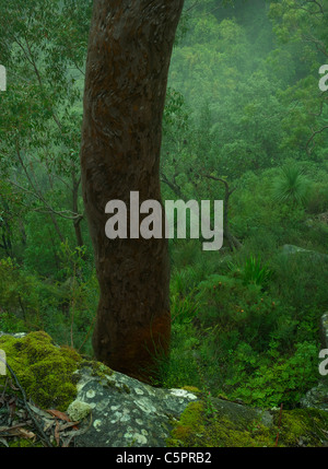 Feuchten immergrünen Wald mit Angophora Costata Stamm, Royal National Park NSW Australia Stockfoto
