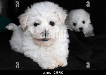 Sechs Wochen alten Bichon Frise Welpen Stockfoto