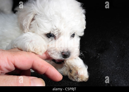 Sechs Wochen alten Bichon Frise Welpen Kauen auf einem finger Stockfoto