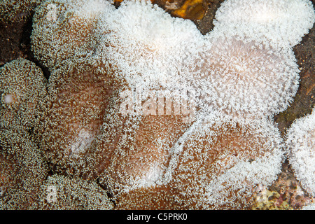 Corallimorphs oder Corallimorpharians, Discosoma vgl. Rhodostoma, zeigt Bereiche gebleicht. Korallenbleiche wird durch die globale Erwärmung verursacht.