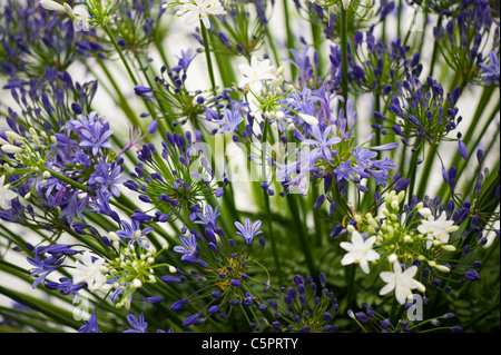 Ein Makro-Bild von Hollandicum Allium 'Purple Sensation' Blume Köpfe Stockfoto