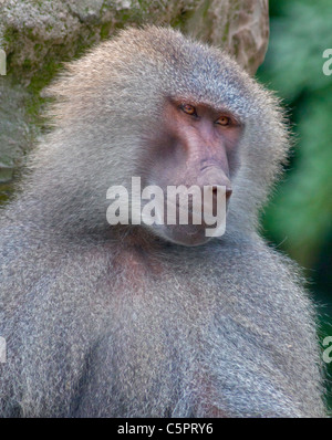 Hamadryas Pavian (Papio Hamadryas) männlich Stockfoto