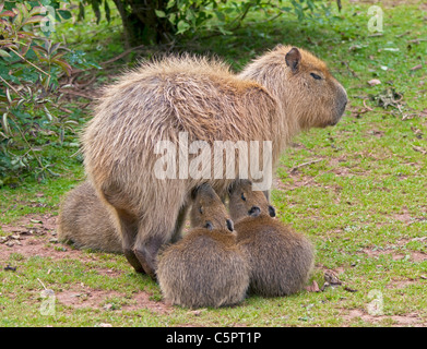 Capybara Mutter füttert junge (Hydrochoerus Hydraochaeris) Stockfoto