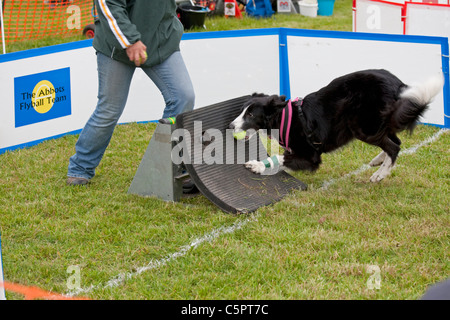 Hund Abrufen von Tennisball aus Sprung Brett Flyball Ereignis Wythall Birmingam UK Stockfoto