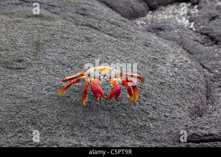 Sally Licht Fuß Krabbe auf Felsen am Punta Espinoza, Galapagos Stockfoto