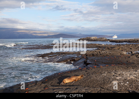 Galapagos-Seelöwen und Sally Licht Fuß Krabben in den späten Nachmittag Sonnenuntergang am Punta Espinoza, Galapagos Stockfoto