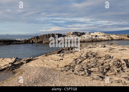 Riesiger Haufen von Meerechsen Sonne backen bei Punta Espinoza, Galapagos Stockfoto