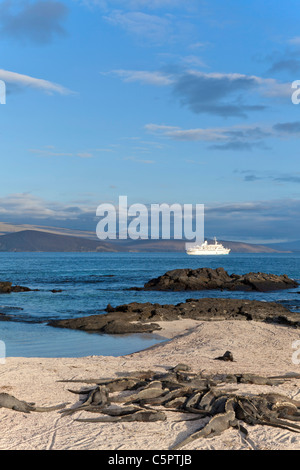 Am späten Nachmittag Licht am Punta Espinoza, Isabela Island, Galapagos Stockfoto