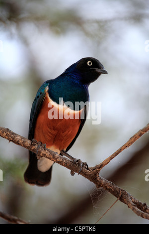 Glanzstare Superbus (Superb Starling), Tarangire Nationalpark, Tansania Stockfoto