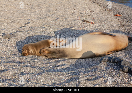 Weibliche Seelöwen mit Welpe schlafend in der Nachmittagssonne, Punta Espinoza, Galapagos-Inseln, Ecuador Stockfoto