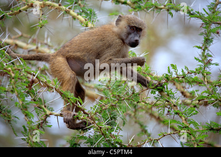 Olive Pavian (Papio Anubis), Lake Manyara National Park, Tansania Stockfoto
