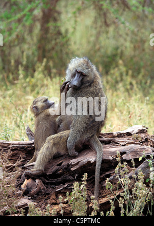 Olive Pavian (Papio Anubis), Lake Manyara National Park, Tansania Stockfoto