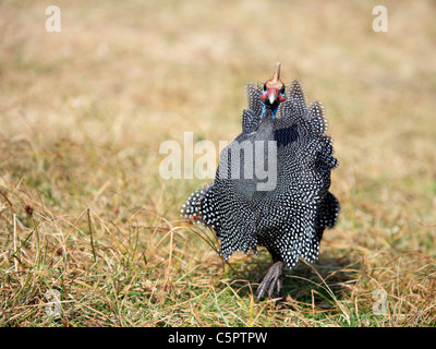 Behelmte Perlhühner (Numida Meleagris), Ngorongoro Conservation Area, Tansania Stockfoto