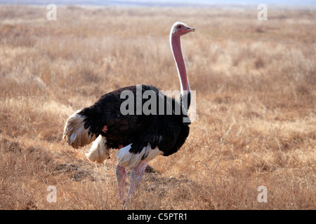 Massai-Strauß (Struthio Camelus Massaicus), Ngorongoro Conservation Area, Tansania Stockfoto