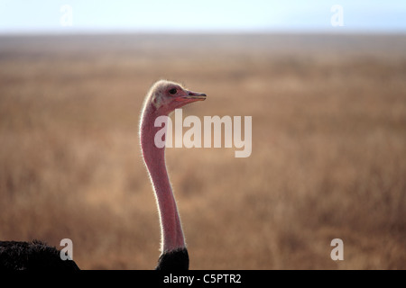 Massai-Strauß (Struthio Camelus Massaicus), Ngorongoro Conservation Area, Tansania Stockfoto