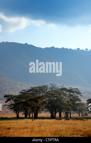 Ngorongoro Conservation Area, Tansania Stockfoto