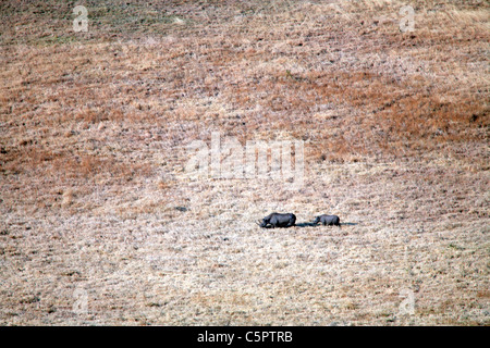 Schwarzer Rhinoceros (Diceros Bicornis), Ngorongoro Conservation Area, Tansania Stockfoto