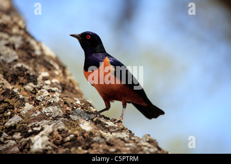 Glanzstare Superbus (Superb Starling), Serengeti, Tansania Stockfoto