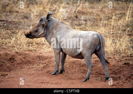 Serengeti Nationalpark, Tansania Stockfoto