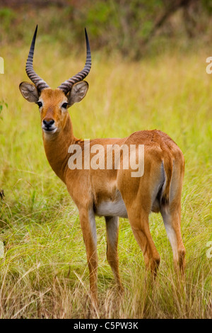 Ourebia Ourebia, Ishasha River Queen Elizabeth National Park, Uganda, Afrika Stockfoto