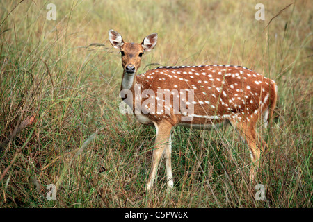 Chital, Cheetal (Achse-Achse), Bandhavgarh Nationalpark, Madhya Pradesh, Indien Stockfoto