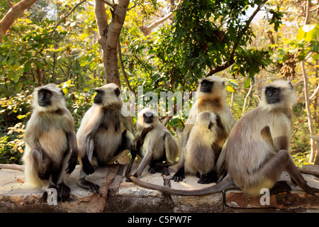 Hanuman, gemeinsame Languren (Semnopithecus Entellus), Bandhavgarh Nationalpark, Madhya Pradesh, Indien Stockfoto