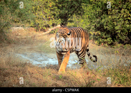 Royal Bengal Tiger (Panthera Tigris Tigris), Ranthambore Nationalpark, Rajasthan, Indien Stockfoto