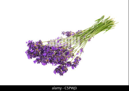 Lila Strauß Lavendel Blumen auf weißem Hintergrund Stockfoto