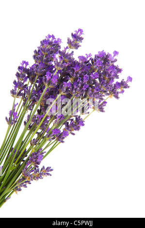 Lila Strauß Lavendel Blumen auf weißem Hintergrund Stockfoto