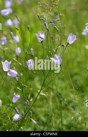 Glockenblumen, Campanula Rotundifolia, Campanulaceae. Schach-Tal, Hertfordshire. Britische Wildblumen. Stockfoto