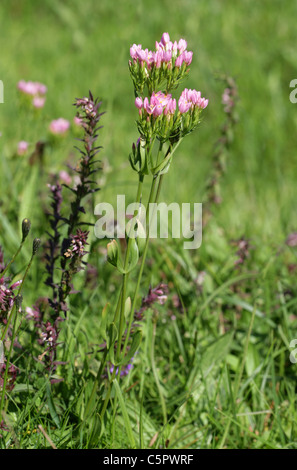 Tausendgüldenkraut, Centaurium Pulchellum, Gentianaceae. Schach-Tal, Hertfordshire. Rot Bartsia, Odontites Vernus im Hintergrund. Stockfoto