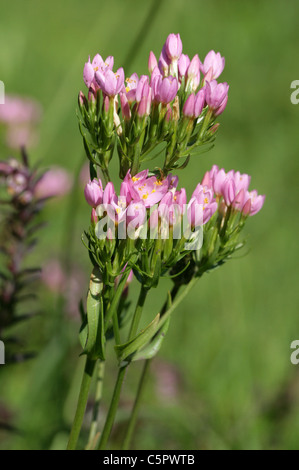 Tausendgüldenkraut, Centaurium Pulchellum, Gentianaceae. Schach-Tal, Hertfordshire. Rot Bartsia, Odontites Vernus im Hintergrund. Stockfoto