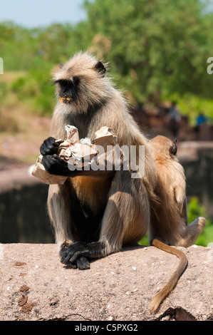 Affe, genießen Sie etwas zu Essen bei Ganesh Tempel, Ranthambore Nationalpark, Rajasthan, Indien, Asien Stockfoto