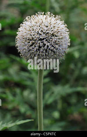 Russische Globe Thistle - Tall Globe Thistle (Echinops Exaltatus) blühen im Sommer Stockfoto