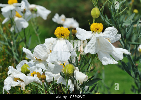 Coulter Matilija Mohnblume - Baum Mohn (Romneya Coulteri var. Trichocalyx) Blüte im Sommer Stockfoto